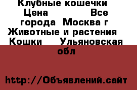 Клубные кошечки › Цена ­ 10 000 - Все города, Москва г. Животные и растения » Кошки   . Ульяновская обл.